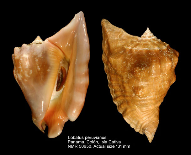 Lobatus peruvianus (6).jpg - Lobatus peruvianus (Swainson,1823)